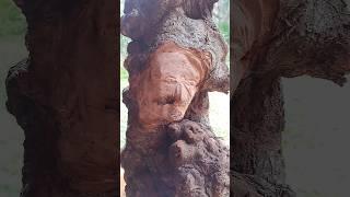 OLD MAN LIVING INSIDE A TREE - wood carving #woodworking