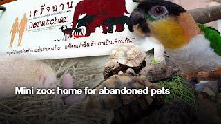 Mini zoo: home for abandoned pets