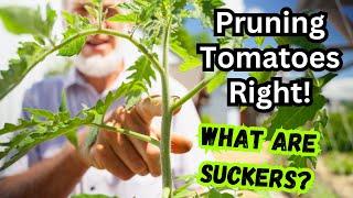 Master Tomato Pruning with a World Record Tomato Grower! Organic Gardening Tips & Advice!