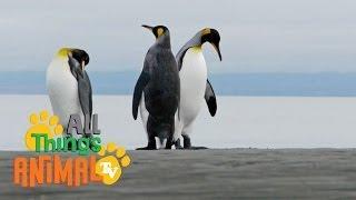 * PENGUIN * | Animals For Kids | All Things Animal TV