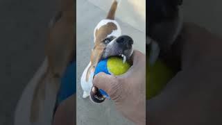 purebred jack russell