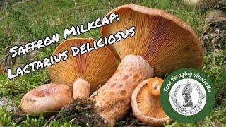 Identifying Lactarius Deliciosus: Saffron Milkcap