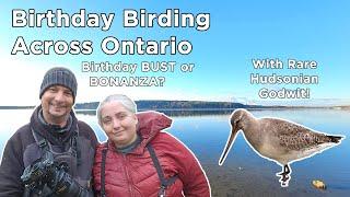 Birthday Birding Bust? Or Bonanza?  With Rare Hudsonian Godwit