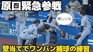 【何やそれ！ｼｭﾊﾞﾊﾞﾊﾞﾊﾞ】熊谷パイセンのベンチの壁当て捕球に緊急参戦した原口文仁、ボールを捕り損ねて左手首を痛める