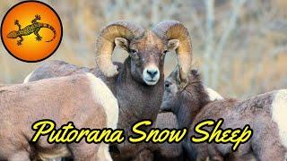 The Elusive Putorana Snow Sheep