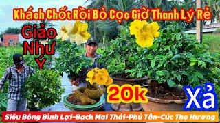 7/11️0383229998️mai vàng giá rẻbạch mai thái 20k-giảo như ý-siêu bông bình lợi-giảo Phú Tân…