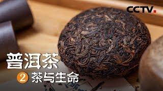 《普洱茶》第二集 茶与生命 | CCTV纪录