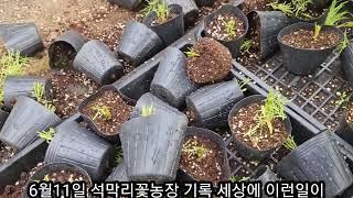 세상이 이런일이 6월11일 석막리꽃농장 영상기록 댑싸리가 맛있나