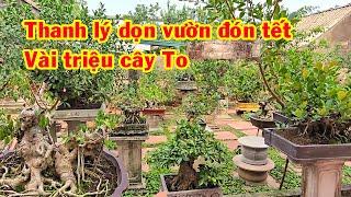 Bàn giao cây đặc biệt nhất trong năm, thanh lý dọn vườn đón tết, sanh nam điền, si búp đỏ