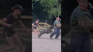 ‼️STOP, you won't leave!  Training Cane Corso Prometheus.  GUARD Odessa.
