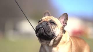 French Bulldog Studs:  AKC CH. iMAX