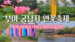 부여여행/ 부여 궁남지 서동연꽃축제/7월 여행지/연꽃축제/ lotus festival