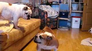 Bulldogs Buldenezh
