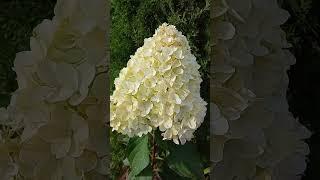 Гортензия метельчатая Пинки Промис (Hydrangea paniculata `Pinky Promise`)