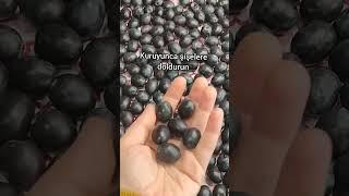 Siyah Zeytin Nasıl Kurulur ve Tatlandırılır  Yıllardır Yaptığım lezzet  #shorts #keşfet