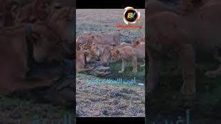 أغرب اللحظات بالبرية