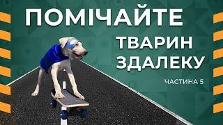 Корисні лайфхаки для водіїв-початківців. Частина 5