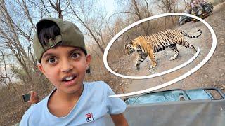 Real Tiger Spotted in Jungle Safari  | Siriska Tiger Reserve | Yaatri