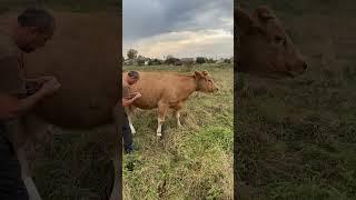 Рветься швидше додому#villagelife #diy #cow #farm #farmer #animal #farming #animals #village