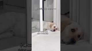 대한이의 선택은?! #강아지일상 #retriever