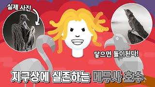 닿는 순간 돌이 되는 지구상에 실존하는 메두사 호수