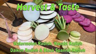 Radish Harvest & Taste (4 varieties)