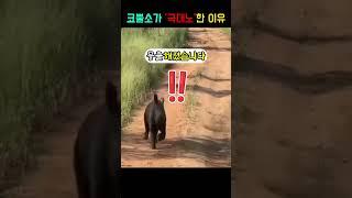 코뿔소가 2000KG 차량을 박살낸 이유