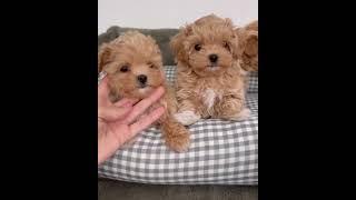 maltipoo puppies available #maltipoodog #maltipoonation #maltipoos #yorkie  #maltipoolove