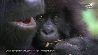 Gorillas and Masai Mara with James Hendry.