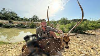 Bow Hunting Giant Free Range AXIS Deer In Texas