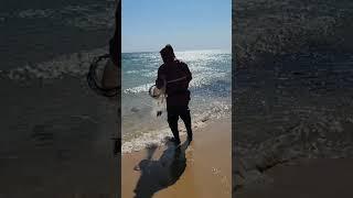 고성 화진포 바다투망 Shorts 고성바다 봄전어 투망낚시 동해바다