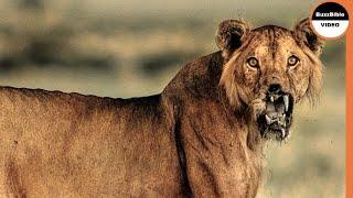 The Dark Side of Lions : A Lion's Brutal Revenge