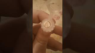 bayby tarantula golden knee سلنج عنكبوت ترنشولا جولدن  كنى