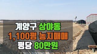 인천 계양구 상야동 밭농사 토지매매 농지매매 / 평당80만원