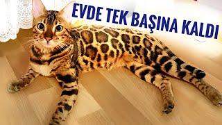 KEDİMİZ 2 GÜN EVDE YALNIZ KALDI ! MİNTİK'İN BİZE TEPKİSİ KEDİLER EVDE YALNIZ KALABİLİR Mİ? ! VLOG