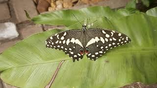 BEAUTIFUL BUTTERFLIES Butterfly Garden - Exotic Relaxed Mindfulness Creation Family Tranquility