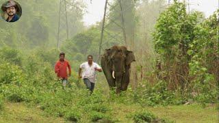 #Behavior# Of A Broken Tusk #Elephant#.