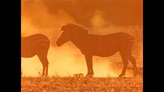 National Geographic Special, Zebra - Patterns in the Grass (1991)