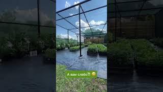 Сделали питомник растений с нуля за сезон! А вам слабо?!