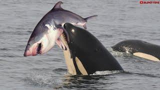 Killer Whale Vs Great White Shark! Which One is Stronger?