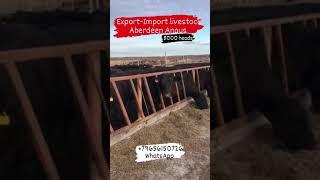Продажа КРС нетелей Абердин-Ангусской породы #ПродажаКРС #ПлеменныеНетели