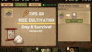 Tips on Rice Cultivation | Day R Survival