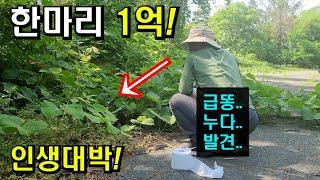 여러분! 산에서 응가보다 대박 횡재!