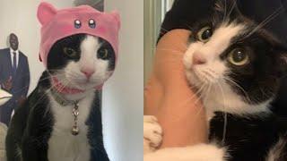 Try Not To Laugh  New Funny Cats Video  - Just Cats Part 18