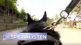 Polizeihund im Einsatz: Spürhund erschnüffelt Vermissten | Auf Streife - Die Spezialisten | SAT.1 TV