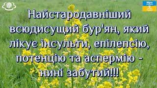 Найстародавніший всюдисущий бур'ян, який лікує інсульти епілепсію, потенцію та аспермію нині забутий