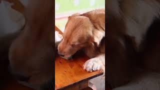 Luhu：I'm Daddy's little helper.#dog #puppy #pet #shorts