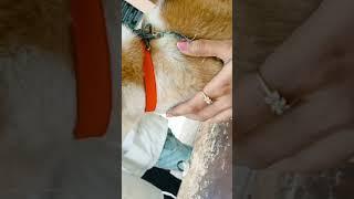#Best Pet Clinic in Mahabubnagar | Telugu Vlogs | Explore with Mahabubnagar