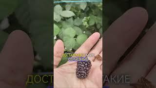 Ежевика в ноябре. #теплица #ежевика #ягодныетеплицы #краснодар
