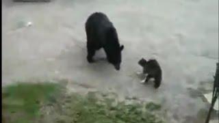 Cat vs Bear TOP 5